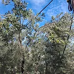 Ferienhaus πλατανα αστρους αρκαδίας χωριατικο σπίτι για φυση και ηρεμία *