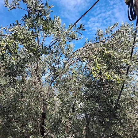 Nyaraló πλατανα αστρους αρκαδίας χωριατικο σπίτι για φυση και ηρεμία *